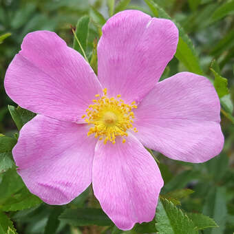 Rosa nitida