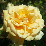 Rose 'Buff Beauty' (moschata) - Historische Strauchrose