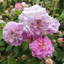 Rose 'Seven Sisters' AKTION - Ramblerrose