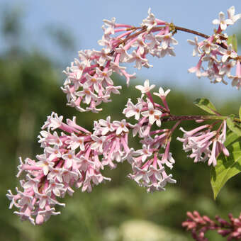 Syringa prestoniae 'Hiawatha'