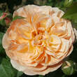 Rose 'Eveline Wild': Bild 1/7