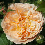 Rose 'Eveline Wild' - Essbare Rose, Beetrose