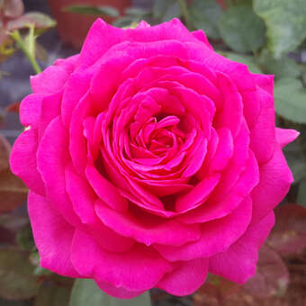 Rose 'Sexy Perfumella'