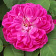 Rose 'Rose de Rescht': Bild 8/10