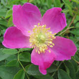 Rosa pendulina - Alpenrose