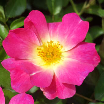 Rose 'Pink Compact Meidiland'