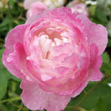 Rose 'Mme Pierre Oger' (bourbon.) - Historische Strauchrose