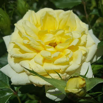 Rose 'House Beautiful'