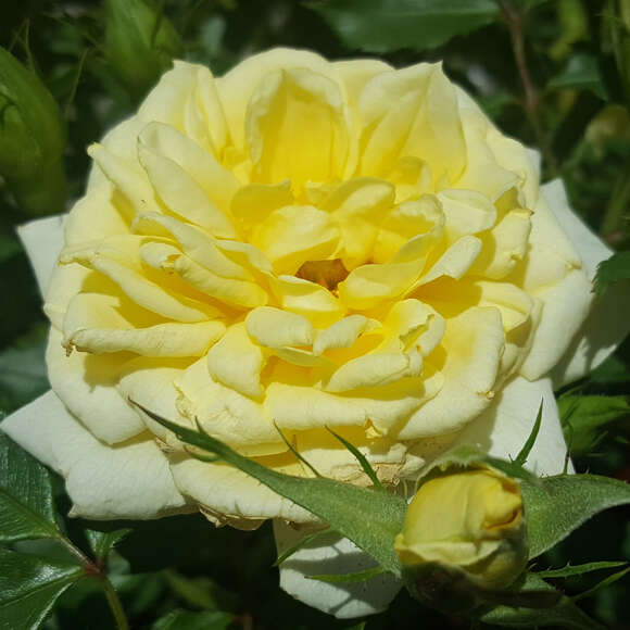 Rose 'House Beautiful': Bild 1/8 Rose 'House Beautiful': Bild 1/8