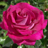 Rose 'Belles Rives' - Edelrose