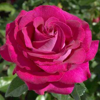 Rose 'Belles Rives'