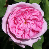 Rose 'Comte de Chambord' (Portland) - Historische Strauchrose