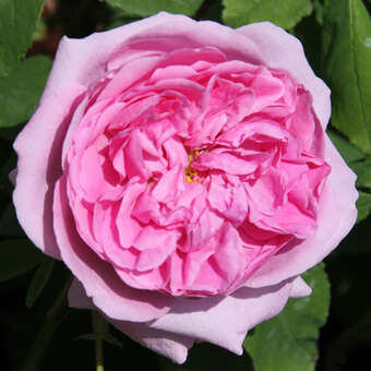 Rose 'Comte de Chambord' (Portland)