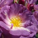 Rose 'Blue for You' - Beetrose