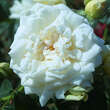 Rose 'Ilse Krohn Superior': Bild 1/3