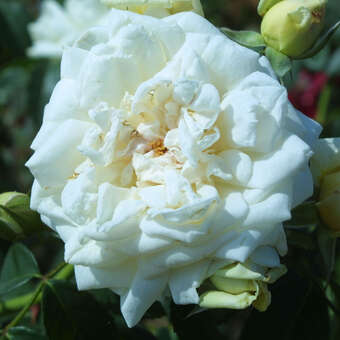 Rose 'Ilse Krohn Superior'