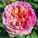 Rose 'Eisvogel' - Edelrose