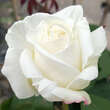 Rose 'White Perfumella': Bild 1/5