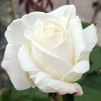 Rose 'White Perfumella'