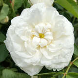 Rose 'Alba Maxima' - Historische Strauchrose