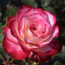 Rose 'Blumenstadt Tulln' - Beetrose