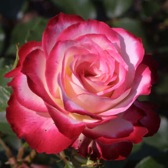Rose 'Blumenstadt Tulln'