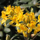 Azalea pontica (Rhododendron luteum) - Pontische Azalee