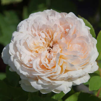 Rose 'The Lady Gardener'