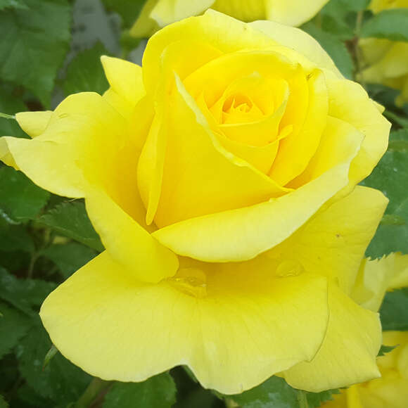 Rose 'Friesia': Bild 1/11 Rose 'Friesia': Bild 1/11