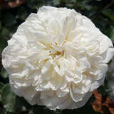 Rose 'White Meidiland' - Bodendeckerrose