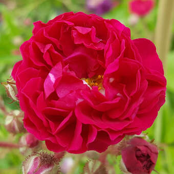 Rose 'Crimson Rambler'