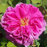 Rose 'Mme. Isaac Pereire' (bourb.) - Historische Strauchrose