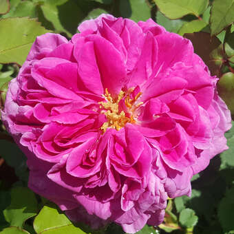 Rose 'Mme. Isaac Pereire' (bourb.)