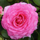 Rose 'Claire Marshall' - Englische Beetrose
