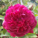Rose 'Darcey Bussell' - Englische Strauch-, Beetrose