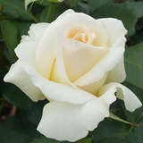 Rose 'Schneewalzer' - Moderne Kletterrose