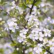 Prunus eminens 'Schönbrunn': Bild 1/6