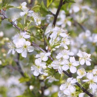 Prunus eminens 'Schönbrunn'