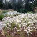 Stipa ichu - Peruanisches Federgras