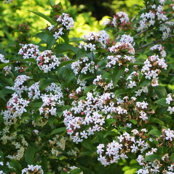 Abelia mosanensis: Bild 1/3 Abelia mosanensis: Bild 1/3