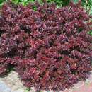 Berberis thunb. 'Atropurpurea Nana' - Zwerg-Blutberberitze