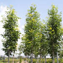Fraxinus pennsylvanica 'Cimmaron' - Amerikanische Esche