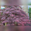 Acer palmatum 'Inaba-shidare': Bild 3/4