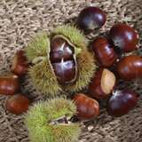 Castanea sativa - Edelkastanie, Maroni