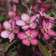 Malus 'Coccinella': Bild 1/7