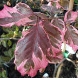 Fagus sylvatica 'Roseomarginata' - Bunte Blutbuche