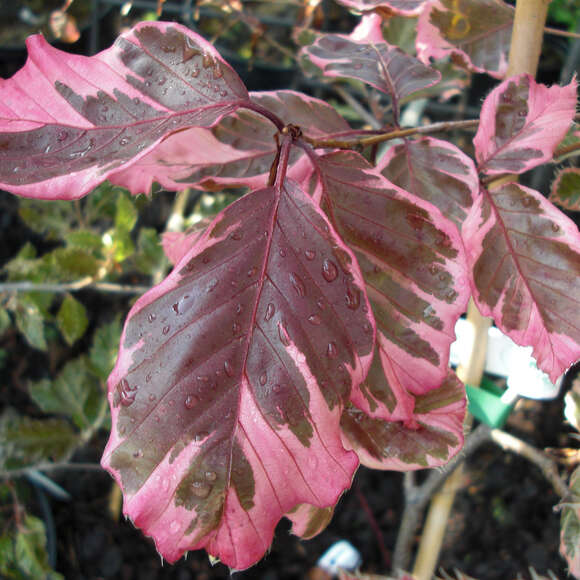 Fagus sylvatica 'Roseomarginata': Bild 1/4 Fagus sylvatica 'Roseomarginata': Bild 1/4