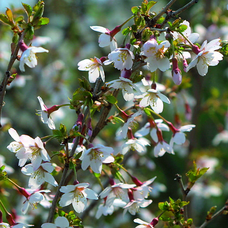 Prunus Incisa Kojou No Mai