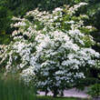 Cornus kousa: Bild 1/4