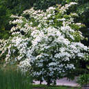 Cornus kousa - Japanischer Blumenhartriegel